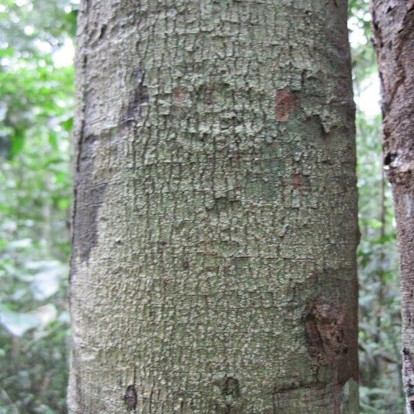 Dendrobangia boliviana