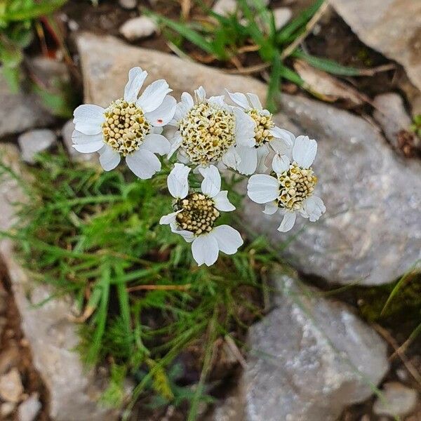 Achillea atrata 花