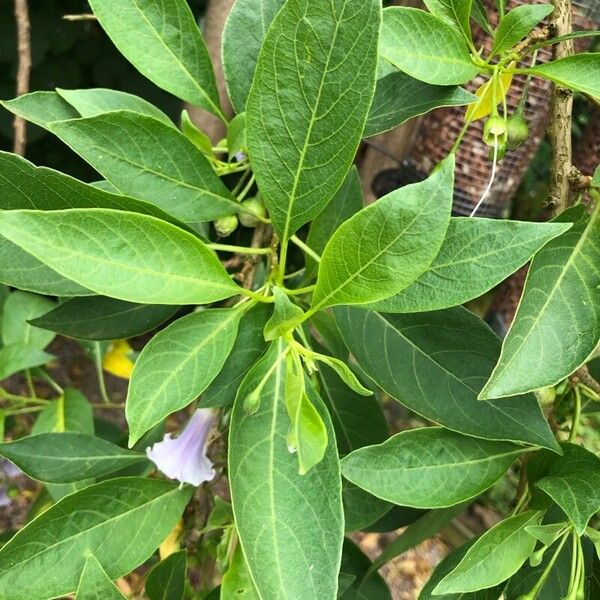 Eriolarynx australis Leaf