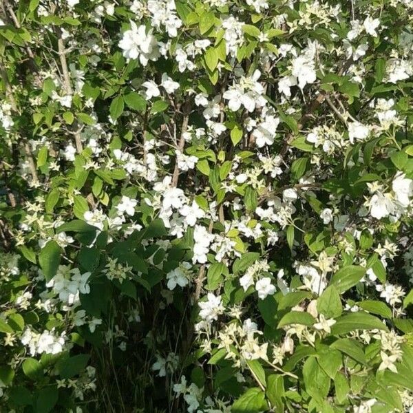 Philadelphus × virginalis Blüte