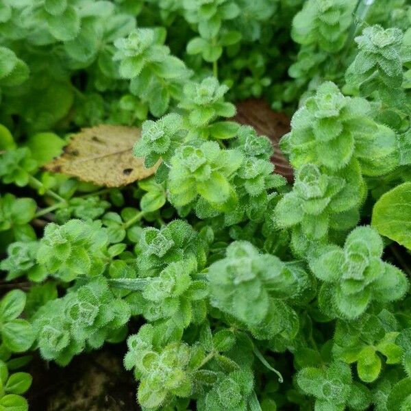 Cruciata pedemontana Leaf