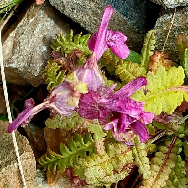 Pedicularis verticillata फूल