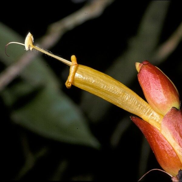 Sanchezia oblonga Fleur