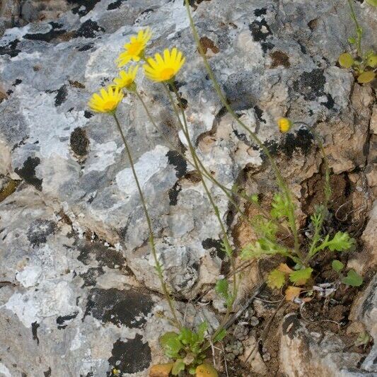 Jacobaea minuta Habit