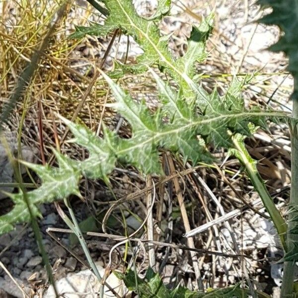 Echinops ritro ഇല