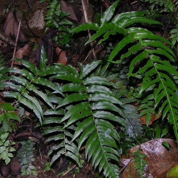 Blechnum occidentale पत्ता