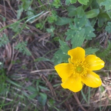 Ranunculus acris Цвят