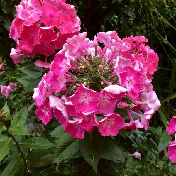 Phlox paniculata Fiore