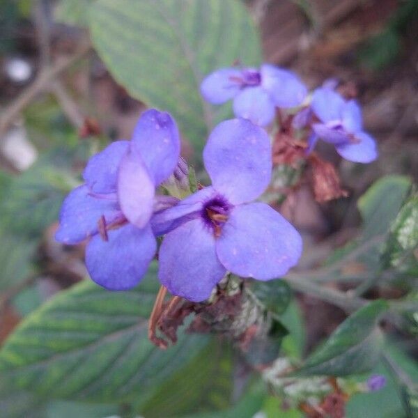 Eranthemum pulchellum Flower