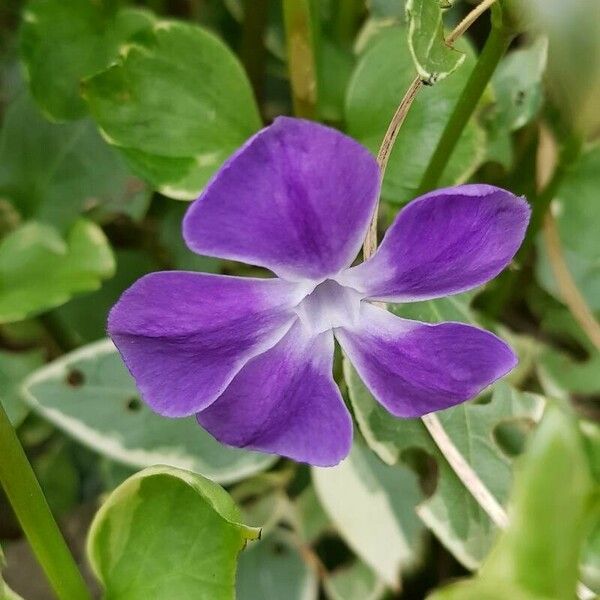 Vinca major Blüte