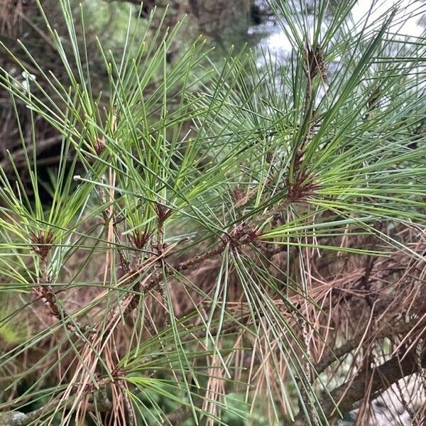 Pinus nigra List