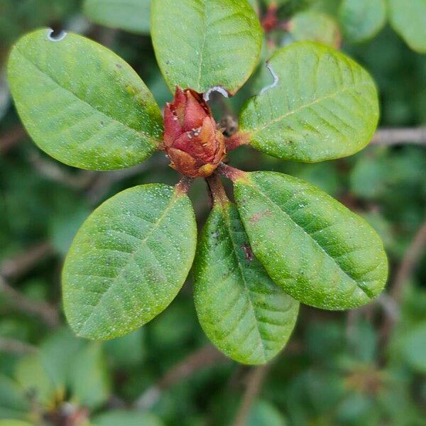 Rhododendron aureum Leaf