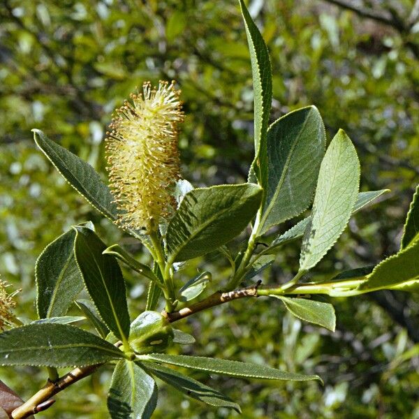 Salix pentandra പുഷ്പം