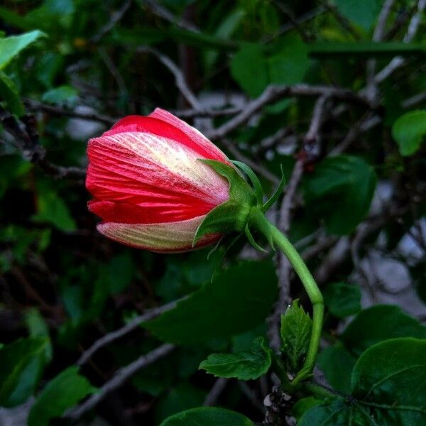 Malvaviscus penduliflorus Цвят