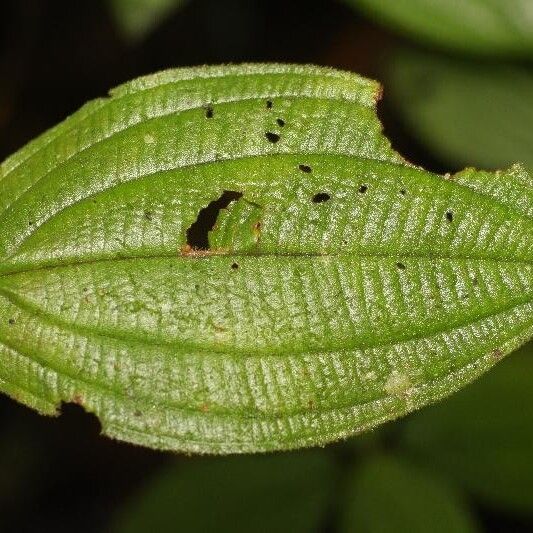 Miconia ceramicarpa