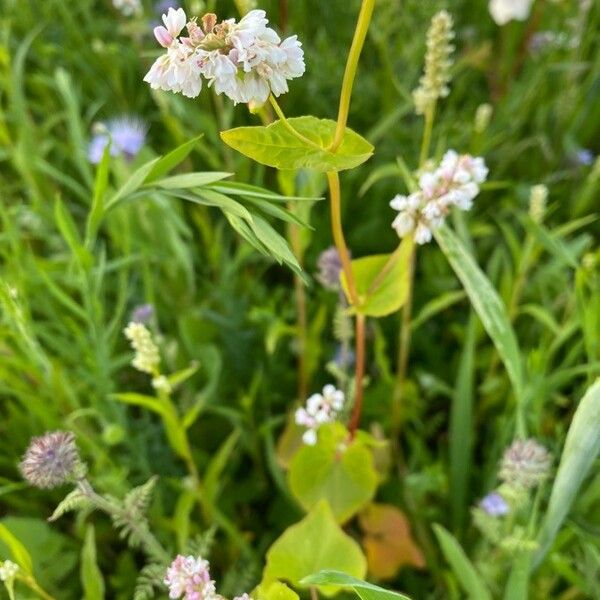 Fagopyrum esculentum Liść