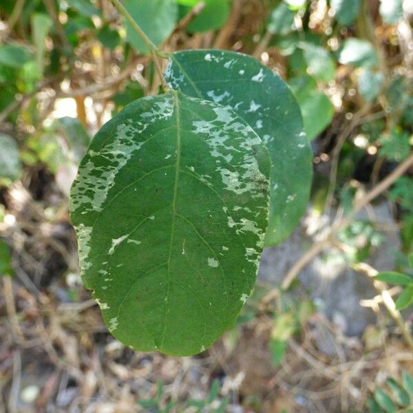 Breynia disticha Leaf