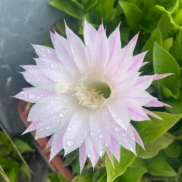 Echinopsis oxygona പുഷ്പം