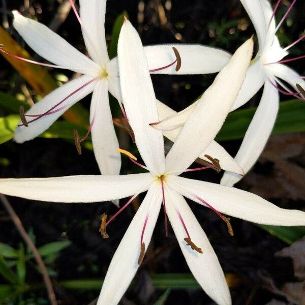 Crinum americanum Květ