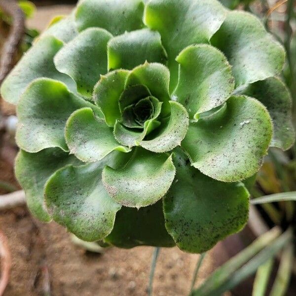 Aeonium canariense ᱥᱟᱠᱟᱢ