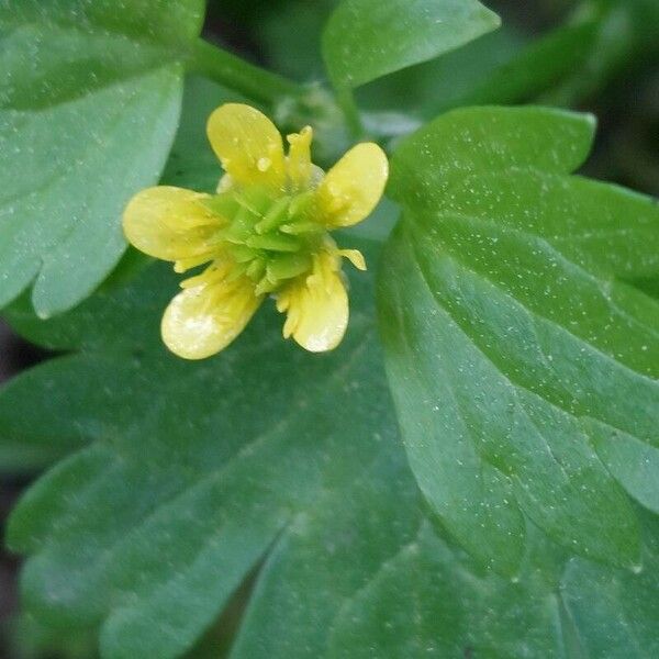 Ranunculus muricatus Cvet