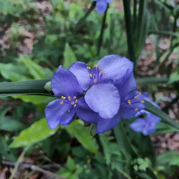 Tradescantia ohiensis Flower