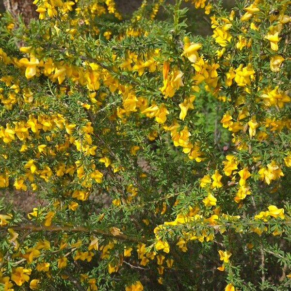 Cytisus scoparius Лист