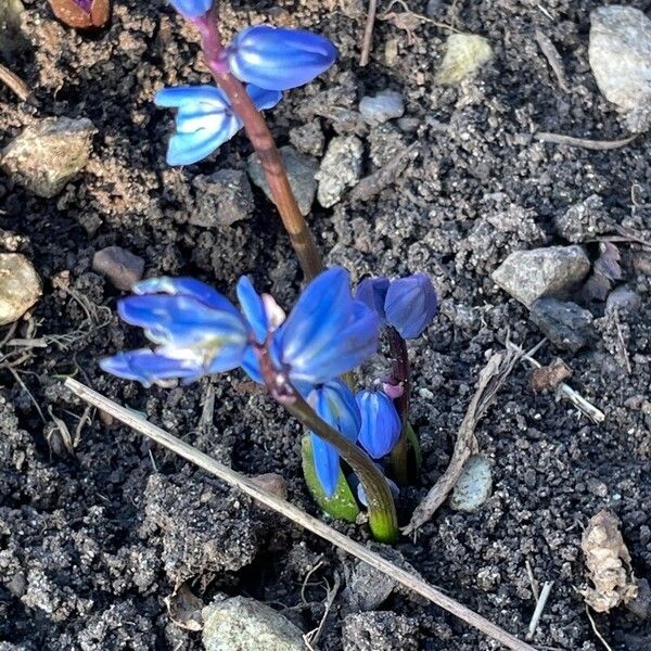 Scilla siberica Blad