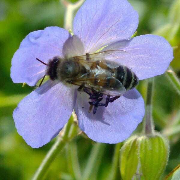 Geranium pratense പുഷ്പം