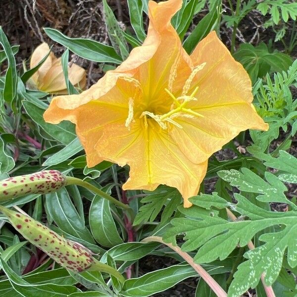 Oenothera macrocarpa Blüte