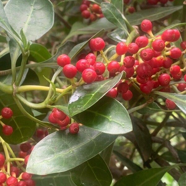 Psychotria capensis Leaf