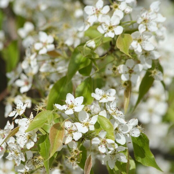 Pyrus phaeocarpa Kwiat