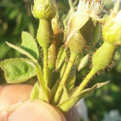 Rosa tomentosa Cvet