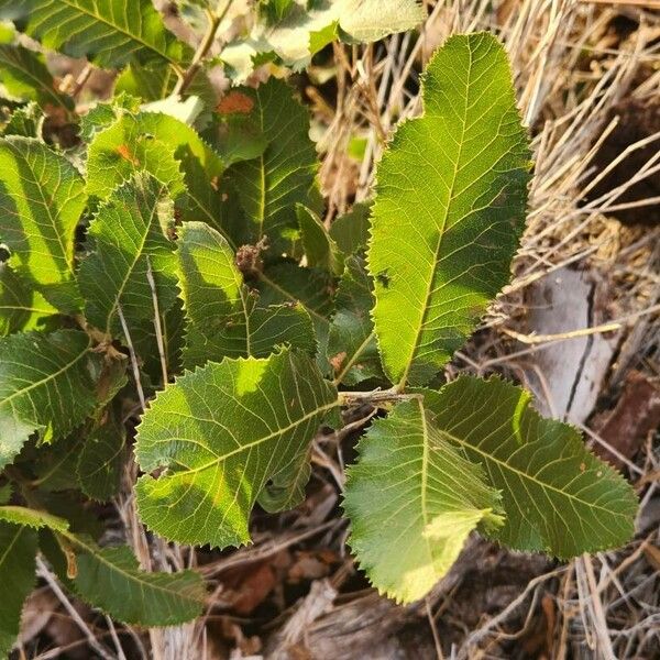 Pappea capensis Fuelha