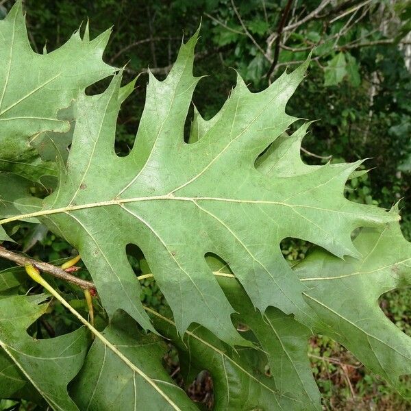 Quercus rubra पत्ता