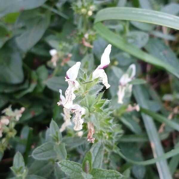 Stachys recta Floare