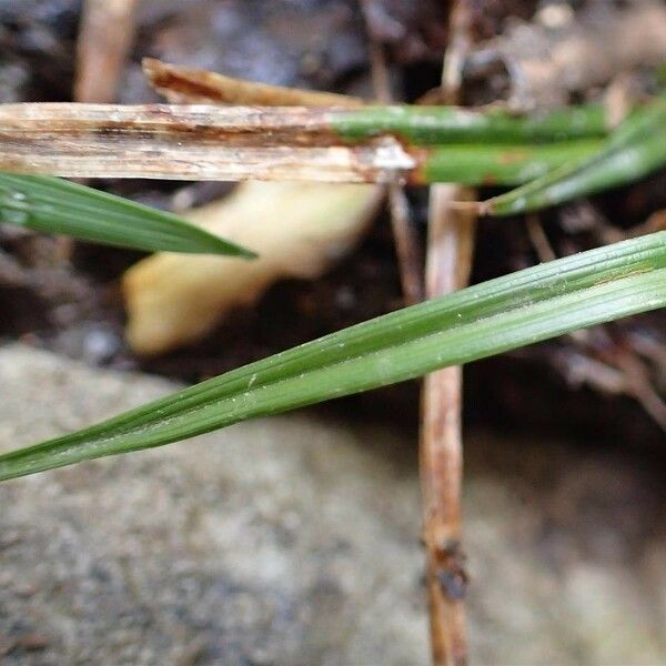 Carex oederi خشب