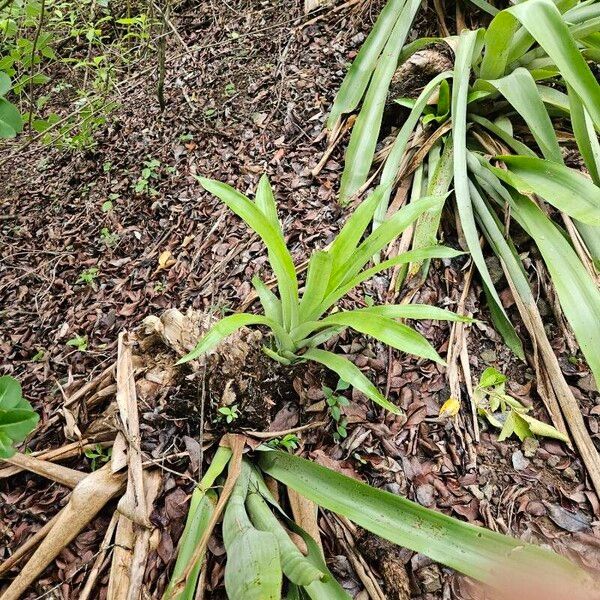 Ananas comosus Leaf