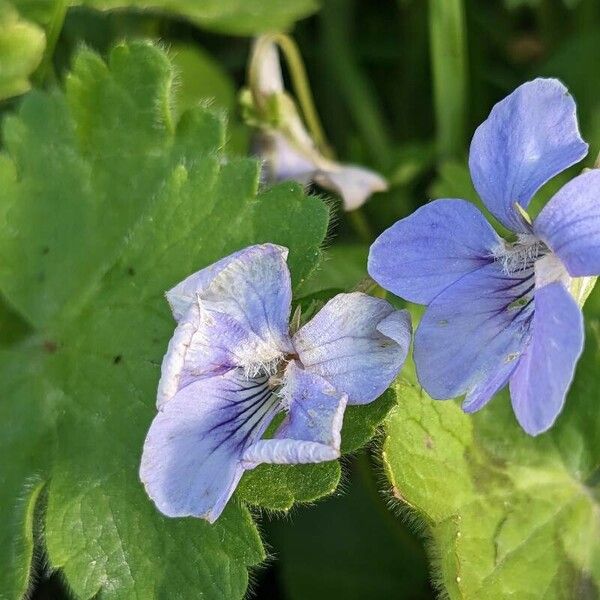 Viola reichenbachiana 花