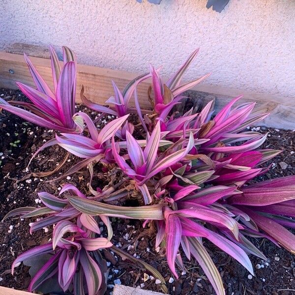 Tradescantia spathacea Blad