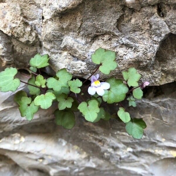 Cymbalaria muralis برگ