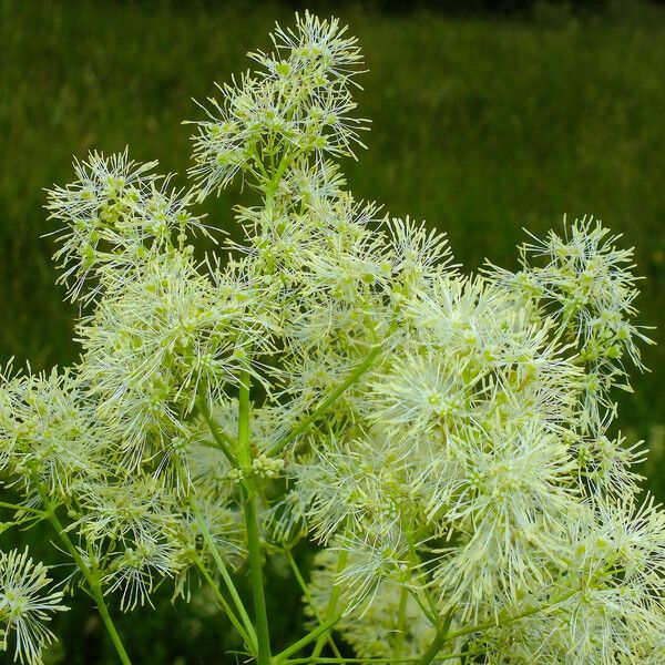 Thalictrum lucidum Cvet