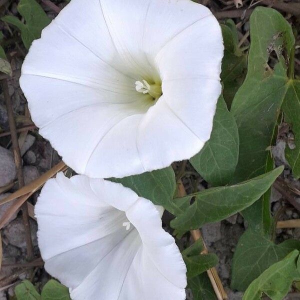 Convolvulus sepium Bloem