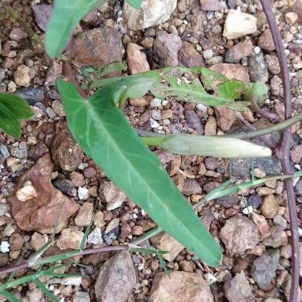 Ipomoea aquatica Leaf