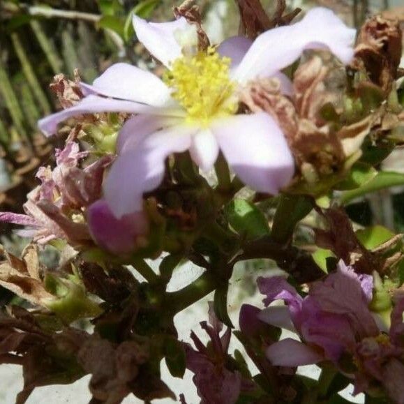 Pereskia aculeata Flors