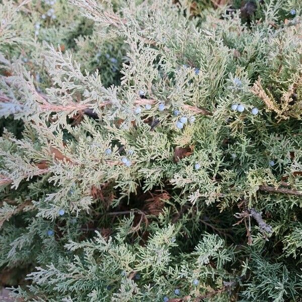 Juniperus horizontalis Leaf