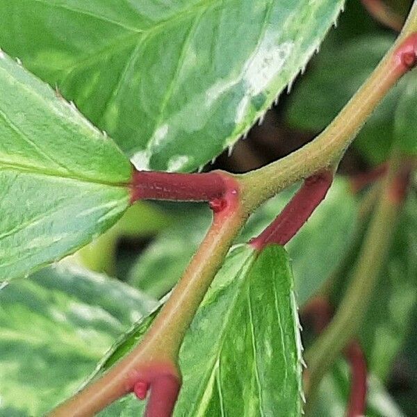 Leucothoe fontanesiana Bark