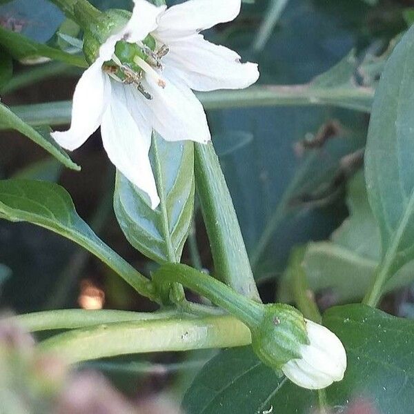 Capsicum annuum Blüte