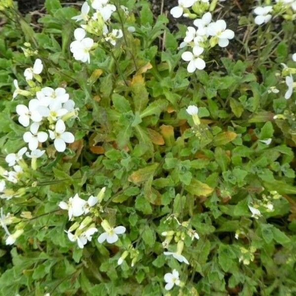 Arabis caucasica ᱥᱟᱠᱟᱢ