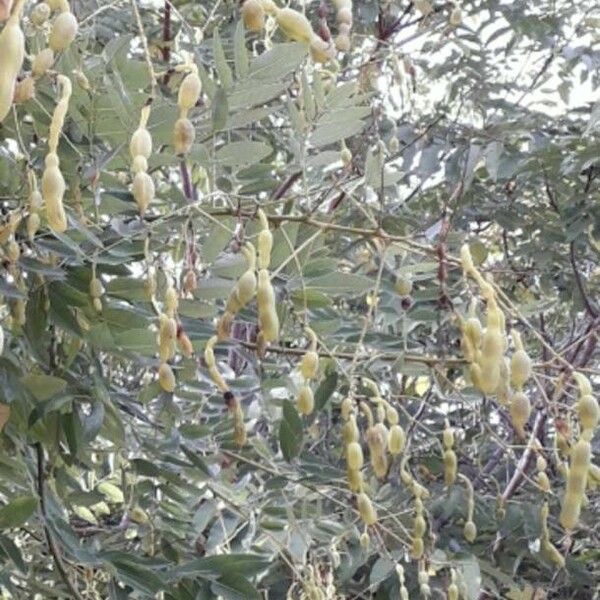 Sophora japonica Fruit